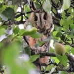 stichting Fauna Haarlemmermeer